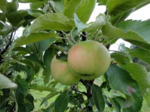 A vastagbél alakú almafa elnöke