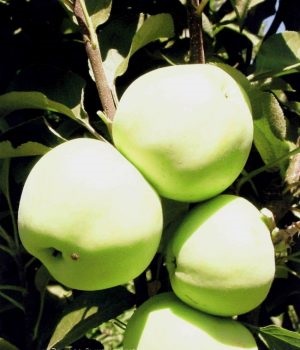 A vastagbél alakú almafa elnöke - fajta leírása, ültetése és gondozása