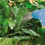 Controlul mirosului în creștere în creștere - consumul de canabis la domiciliu