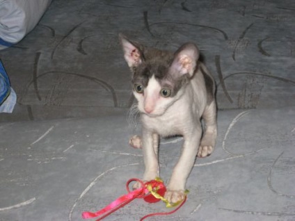 Cornish rex, pisici