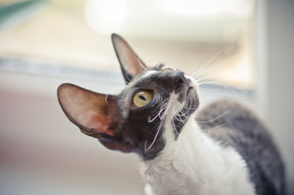 Cornish Rex este o țară de pisici