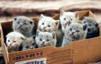 Pisici și cutii