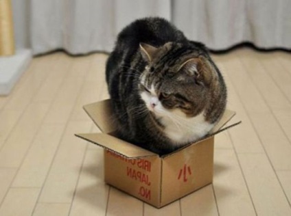 Pisici și cutii