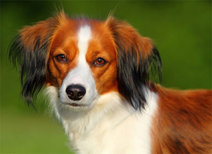 Koikerhondier - un mic câine de apă olandez