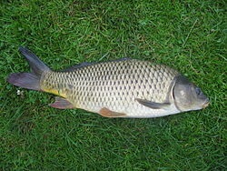 Crappies, bucătari - bucătari din Kazahstan