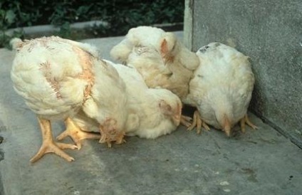 лечение на основните заболявания на пилета грим комплекти и витамини