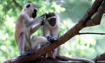 Maimutele captează purici unii de la alții?