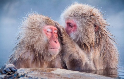 Maimutele captează purici unii de la alții?