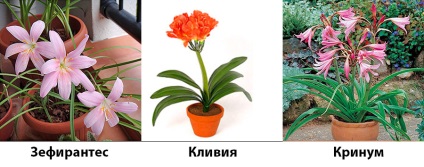 Fotografii și nume de plante bulbice, case noi