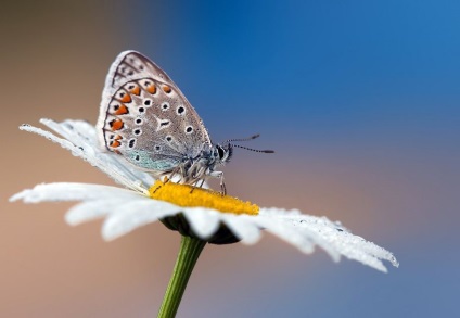 Macro de insecte de la ondrej pakan