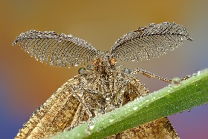 Macro de insecte de la ondrej pakan