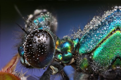 Macro de insecte de la ondrej pakan