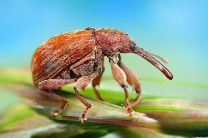 Macro de insecte de la ondrej pakan