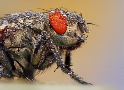 Macro de insecte de la ondrej pakan