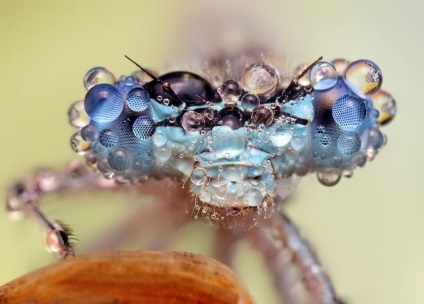 Macro de insecte de la ondrej pakan