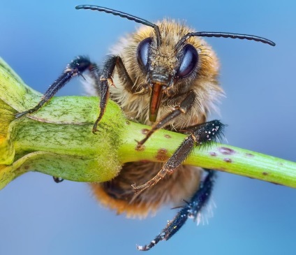 Macro de insecte de la ondrej pakan