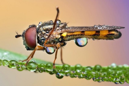 Macro de insecte de la ondrej pakan