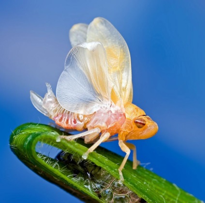 Macro de insecte de la ondrej pakan