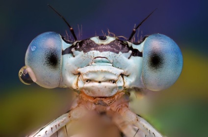 Macro de insecte de la ondrej pakan