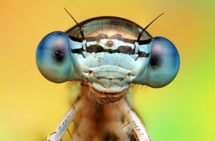 Macro de insecte de la ondrej pakan