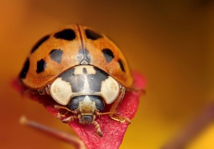 Macro de insecte de la ondrej pakan