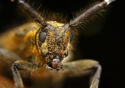 Macro de insecte de la ondrej pakan