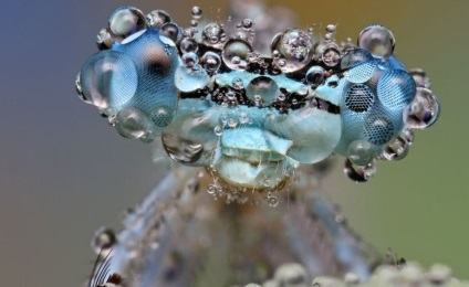 Macro de insecte de la ondrej pakan