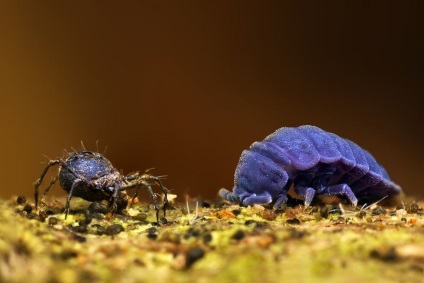 Macro de insecte de la ondrej pakan