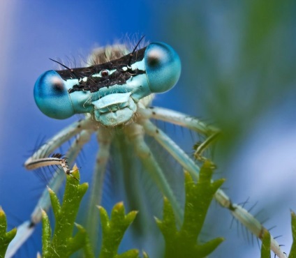 Macro de insecte de la ondrej pakan