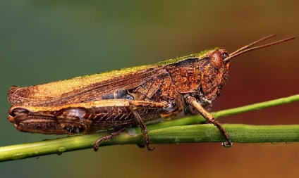 Macro de insecte de la ondrej pakan