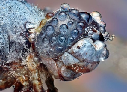 Macro de insecte de la ondrej pakan