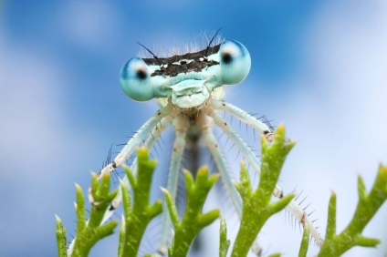 Macro de insecte de la ondrej pakan