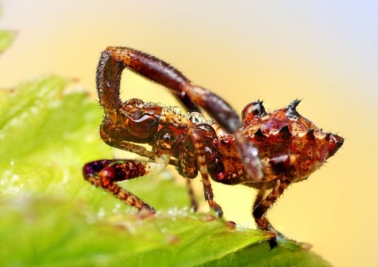 Macro de insecte de la ondrej pakan