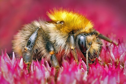 Macro de insecte de la ondrej pakan