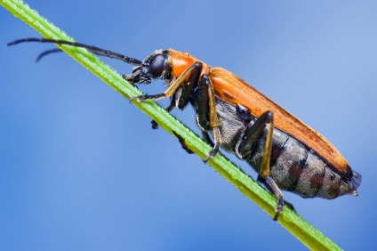 Macro de insecte de la ondrej pakan