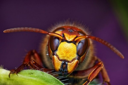 Macro de insecte de la ondrej pakan