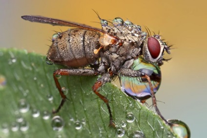 Macro de insecte de la ondrej pakan