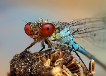 Macro de insecte de la ondrej pakan