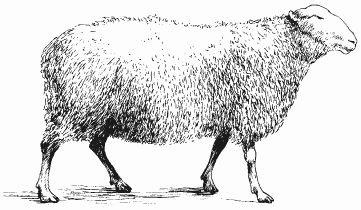 Maria Dorosh - boli ovine și caprine - pagina 1