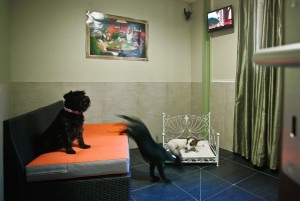 Mini hoteluri pentru relaxare pe mare cu un câine