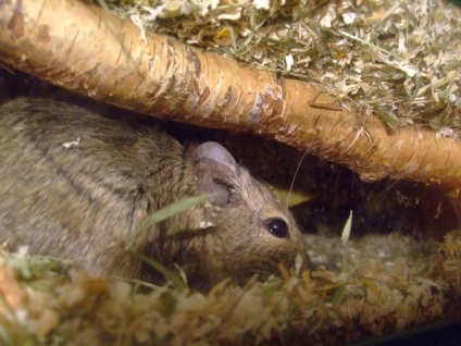 Lumea lui Degus - subiect de vizionare - umplutură în cușca degus