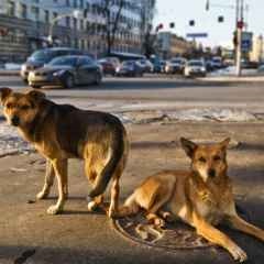 Moscova, știri, onishchenko a propus să adormi câini care nu sunt luați de la adăposturi