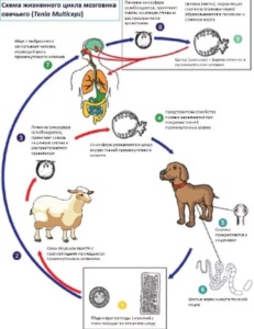 Ciclul de viață al oilor creierului, simptome la oameni și la animale