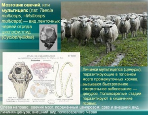 Ciclul de viață al oilor creierului, simptome la oameni și la animale