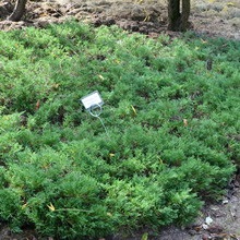 Juniper flat orizontal de acest gen, fotografie și descrierea unui chip albastru, andorra, lime glou și altele