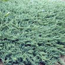 Juniper flat orizontal de acest gen, fotografie și descrierea unui chip albastru, andorra, lime glou și altele