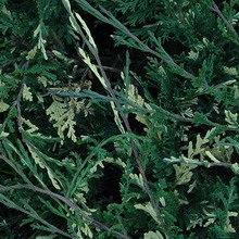 Juniper flat orizontal de acest gen, fotografie și descrierea unui chip albastru, andorra, lime glou și altele