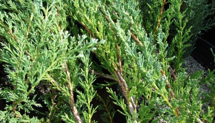 Juniper flat orizontal de acest gen, fotografie și descrierea unui chip albastru, andorra, lime glou și altele