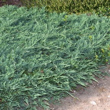 Juniper flat orizontal de acest gen, fotografie și descrierea unui chip albastru, andorra, lime glou și altele