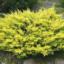 Juniper flat orizontal de acest gen, fotografie și descrierea unui chip albastru, andorra, lime glou și altele